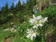 12 Anemonastrum narcissiflorum (Anemone narcissino)